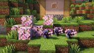 Cherry leaves and saplings (Image via Mojang)